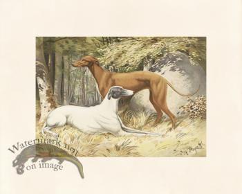 Pope Dog 20 Greyhounds